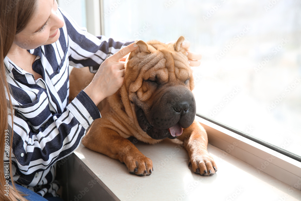 Cute funny dog with owner near window