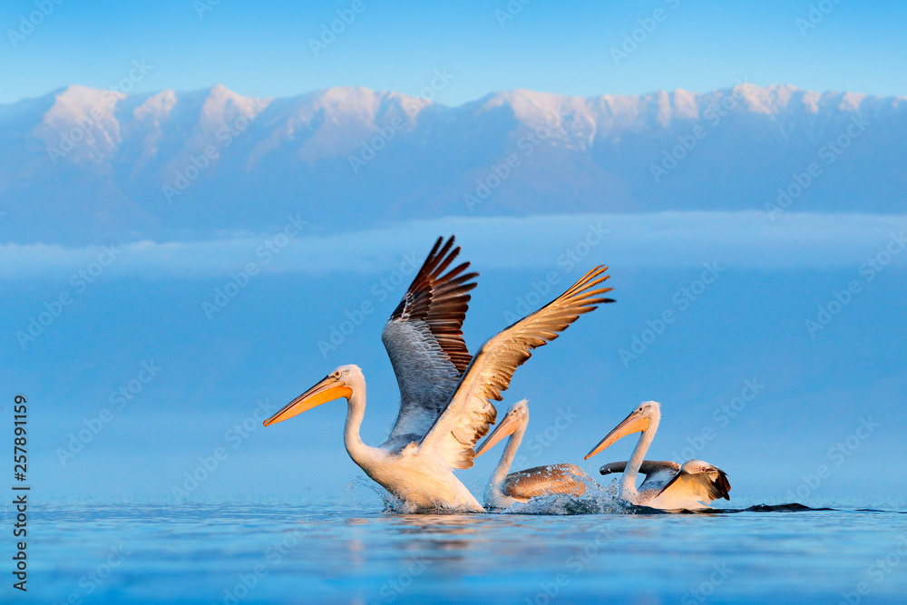 Dalmatian pelican, Pelecanus crispus, in Lake Kerkini, Greece. Palican on blue water surface. Wildli