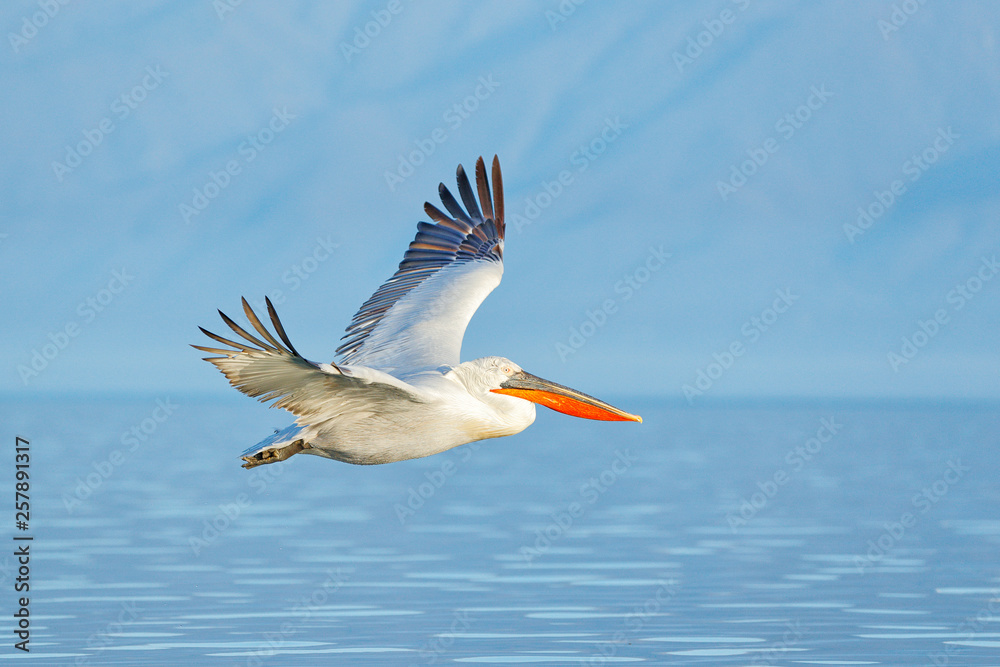 鸟儿降落在蓝色的湖水上。鸟儿飞翔。达尔马提亚鹈鹕，Pelecanus crispus，降落在湖中