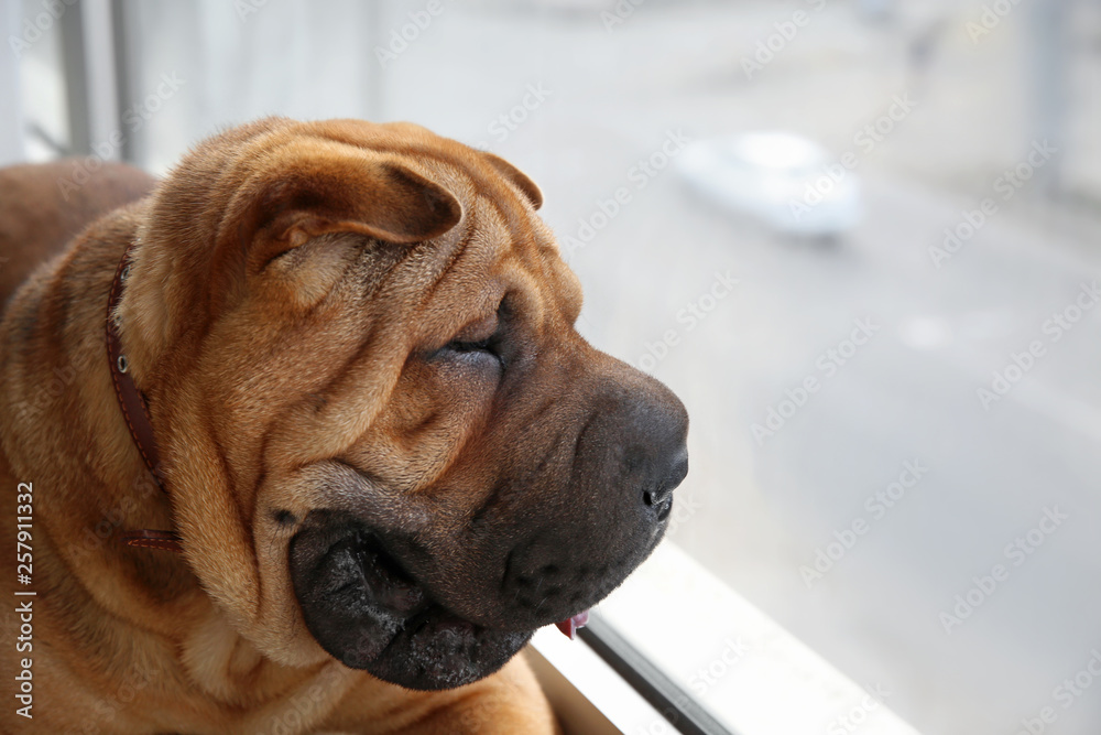 Cute funny dog lying on window sill