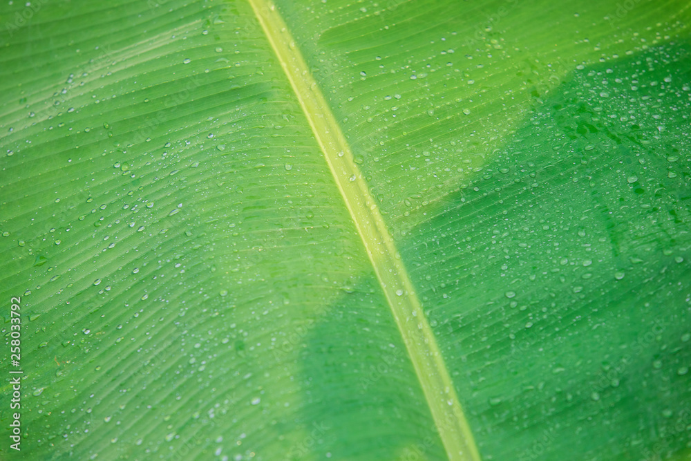 Drops of rain on banana leaves,Water drops on green leaf,Water drops on banana leaf close up