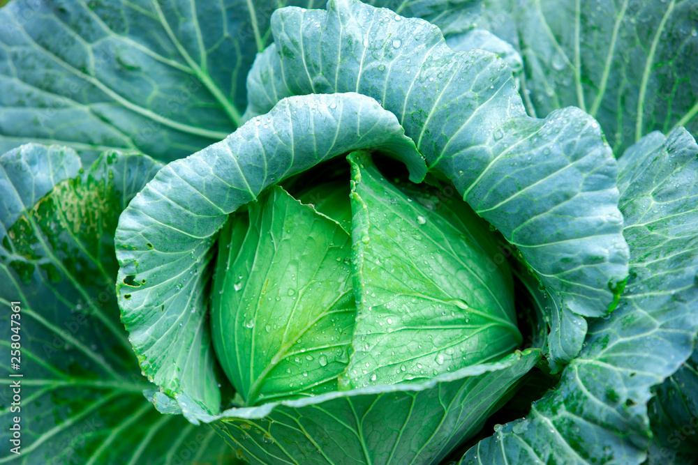 Drops of water on cabbage vegetables Fresh cabbage, organic vegetables Rain drops on fruits and vege