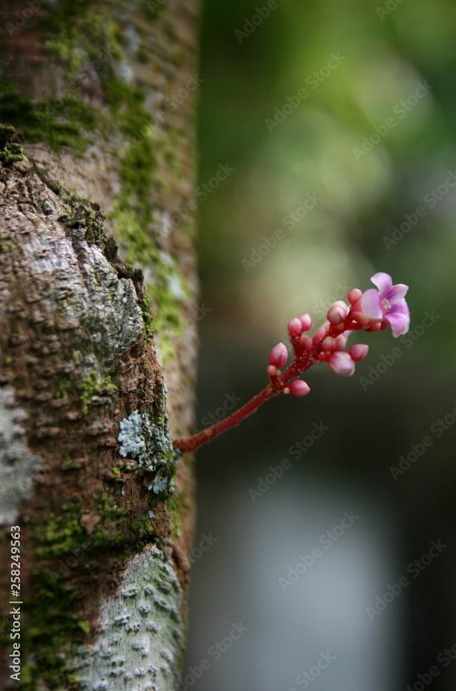 粉色花朵森林柔和模糊的美丽自然