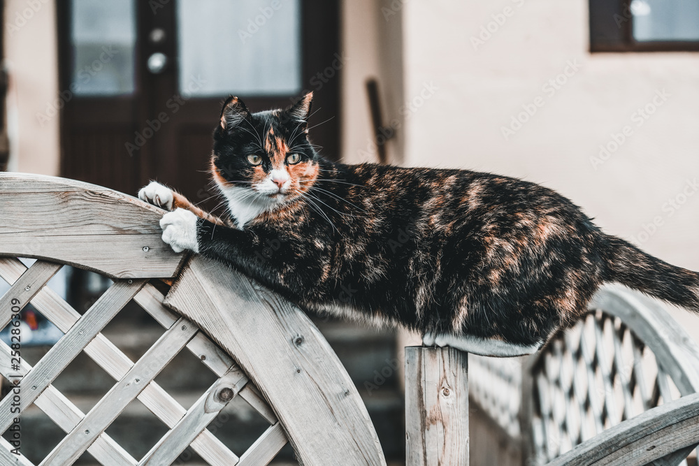 房子外面的黑色和棕色猫。动物和宠物。