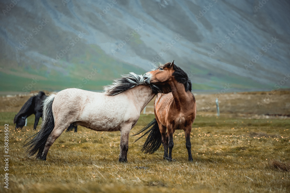 Icelandic horse in the field of scenic nature landscape of Iceland. The Icelandic horse is a breed o