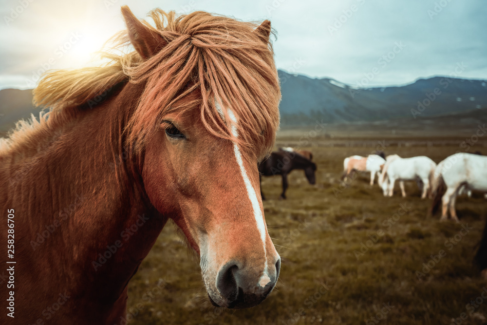 Icelandic horse in the field of scenic nature landscape of Iceland. The Icelandic horse is a breed o