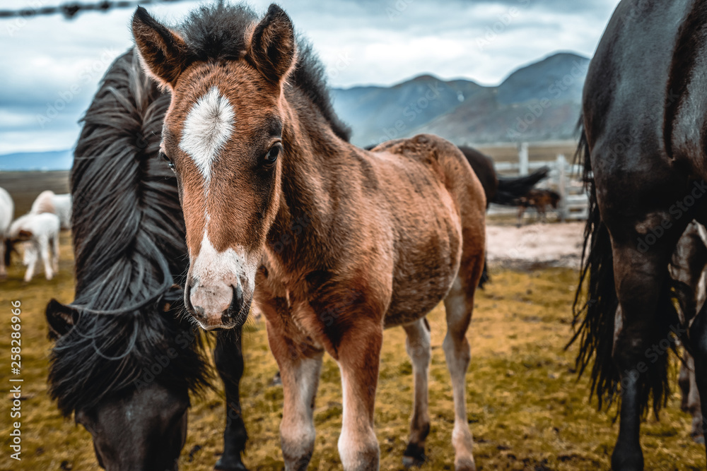 Icelandic horse in the field of scenic nature landscape of Iceland. The Icelandic horse is a breed o