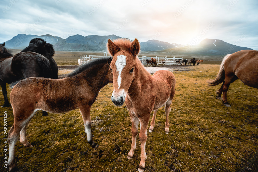 Icelandic horse in the field of scenic nature landscape of Iceland. The Icelandic horse is a breed o