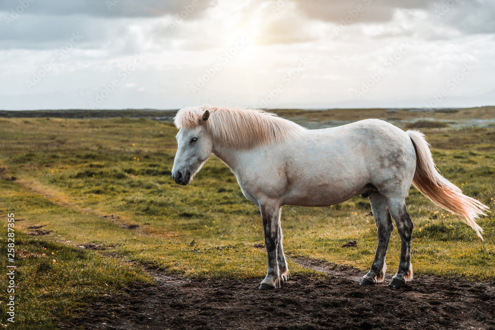 Icelandic horse in the field of scenic nature landscape of Iceland. The Icelandic horse is a breed o