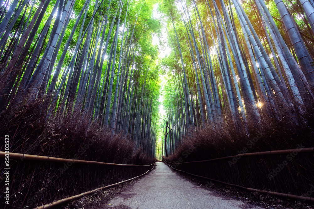 Arashiyama Bamboo Forest famous place in Kyoto Japan. - The Arashiyama Bamboo Grove is one of Kyoto’