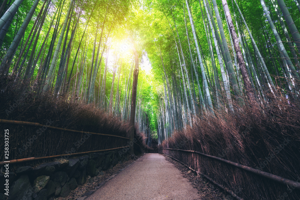 Arashiyama Bamboo Forest famous place in Kyoto Japan. - The Arashiyama Bamboo Grove is one of Kyoto’