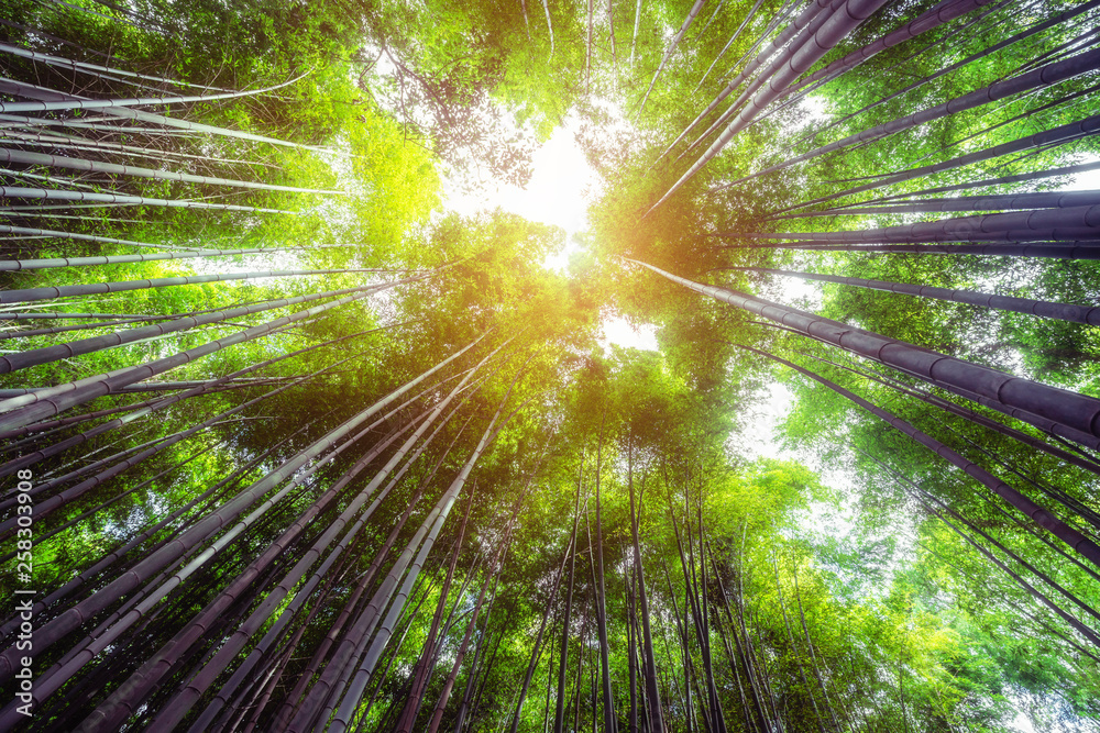 Arashiyama Bamboo Forest famous place in Kyoto Japan. - The Arashiyama Bamboo Grove is one of Kyoto’