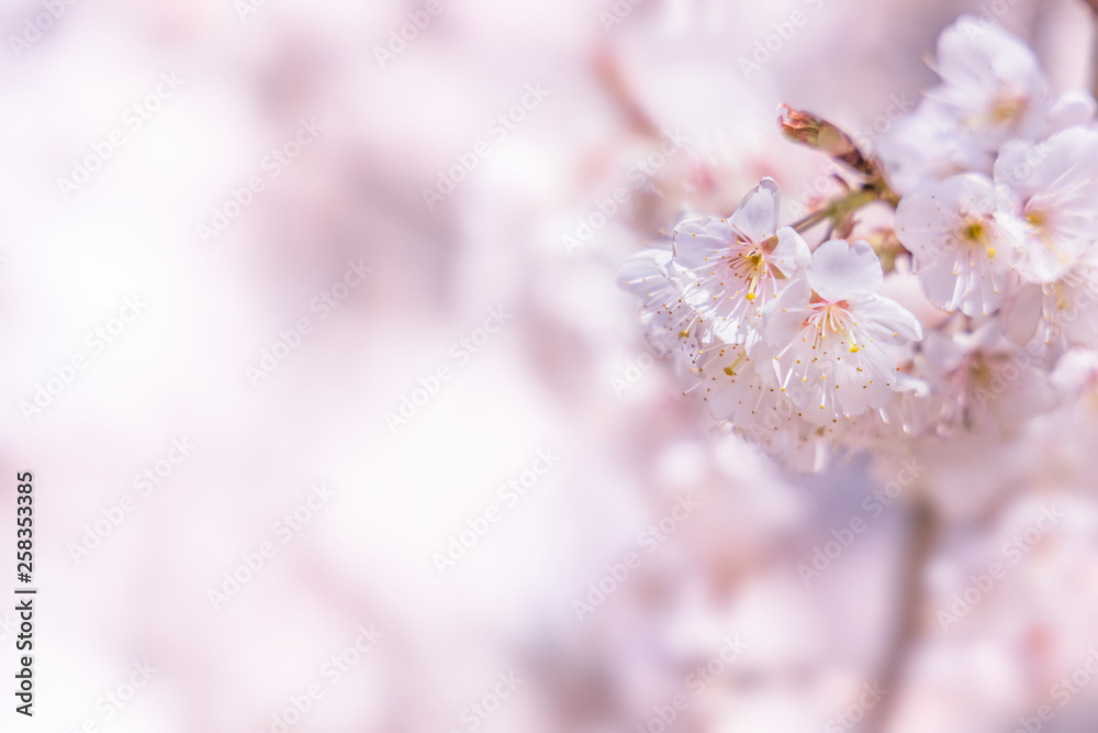 満開の桜の花