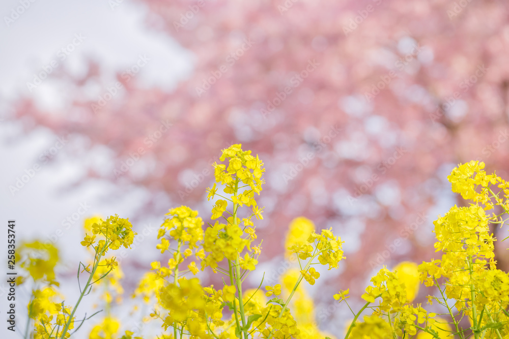 菜の花と桜の木