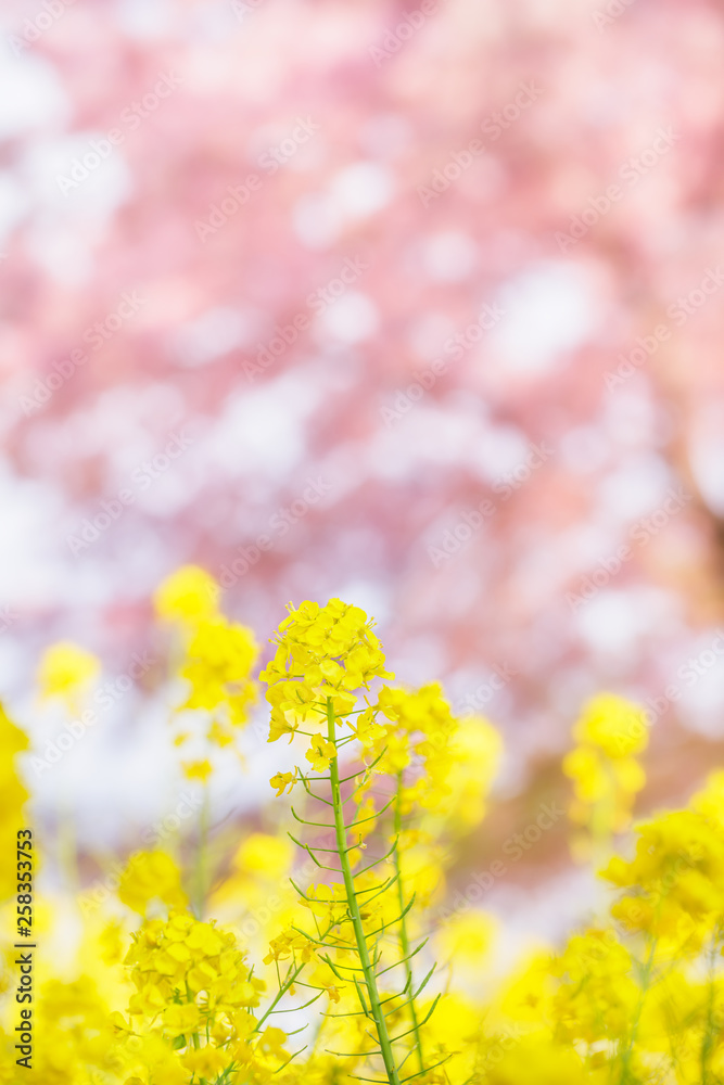 菜の花と桜の木