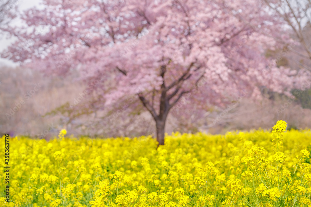 菜の花と桜の木