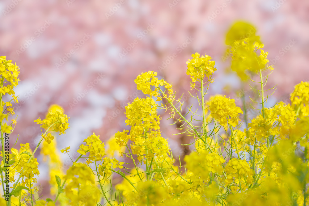 菜の花と桜の木