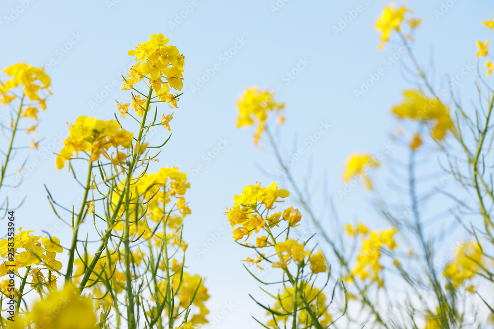 満開の菜の花