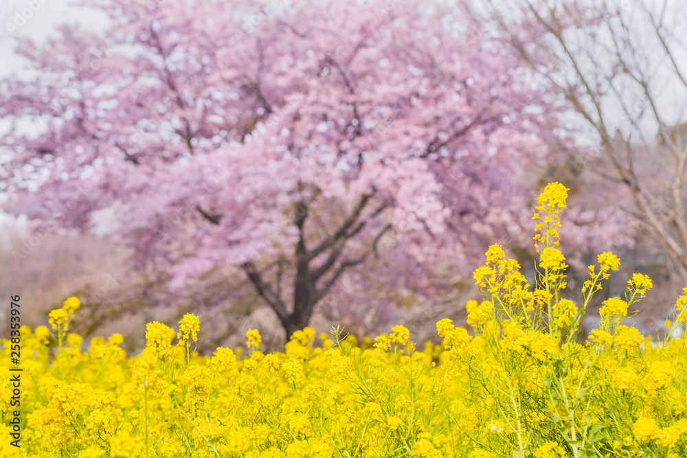 菜の花と桜の木