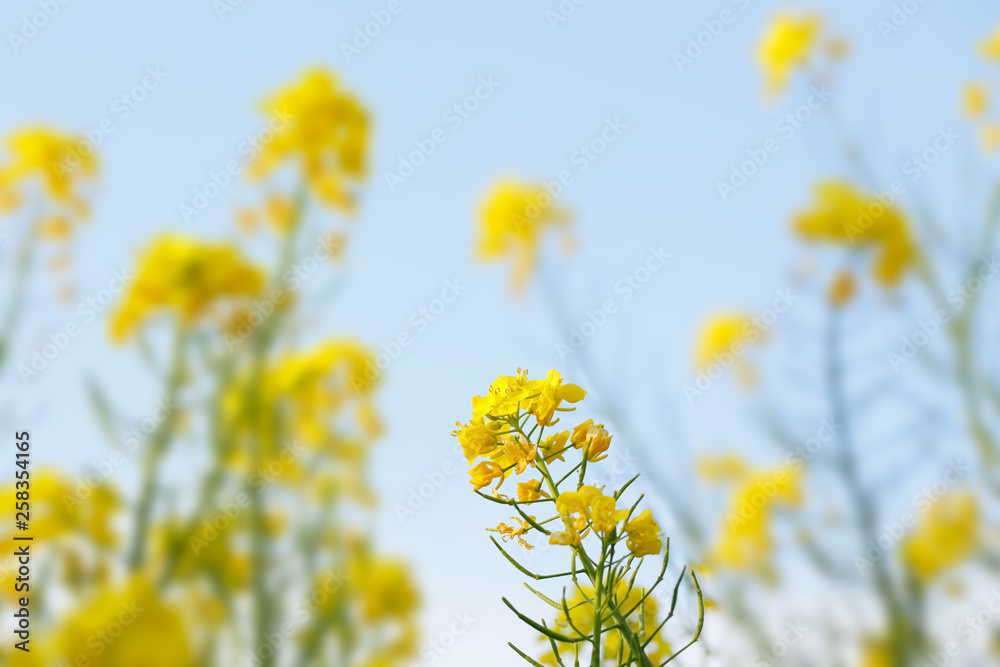 満開の菜の花