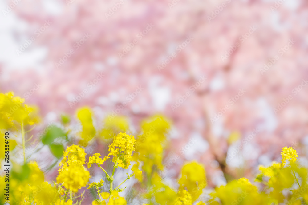 菜の花と桜の木