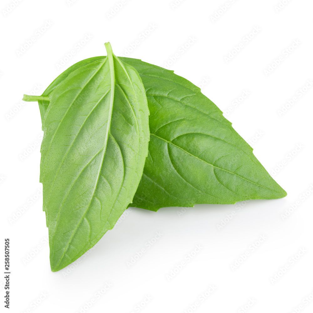 Two leaves of basil