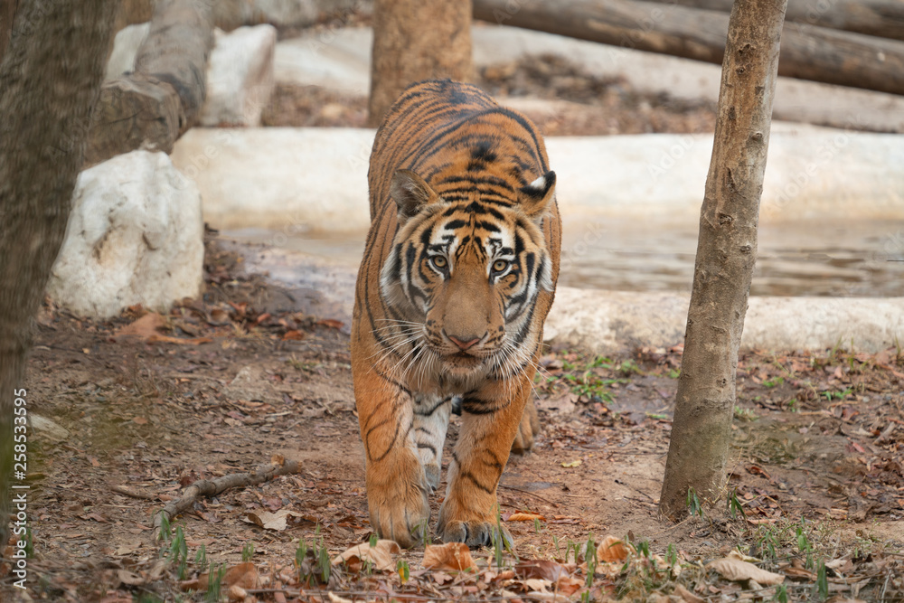 bengal tiger in zoo