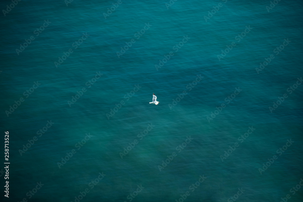 海鸥在水面上飞翔