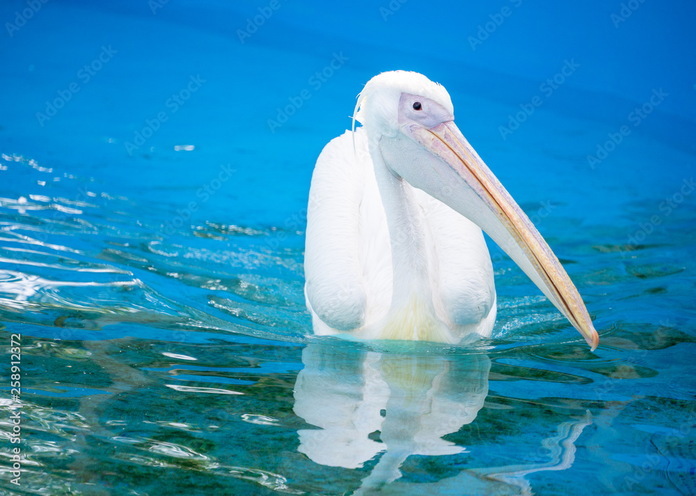 White pelican bird with yellow long beak swims in the water pool, close up