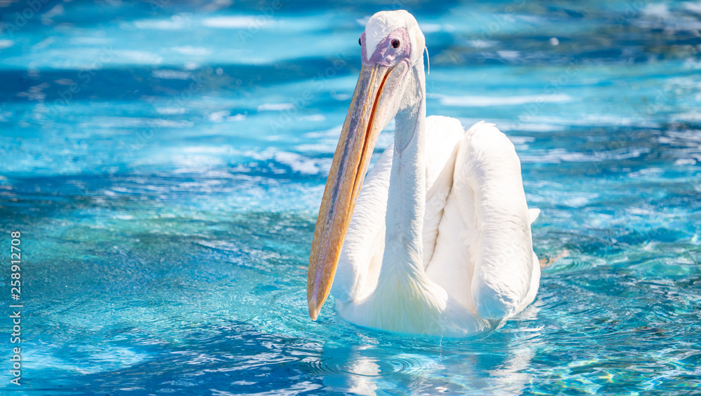 White pelican bird with yellow long beak swims in the water pool, close up