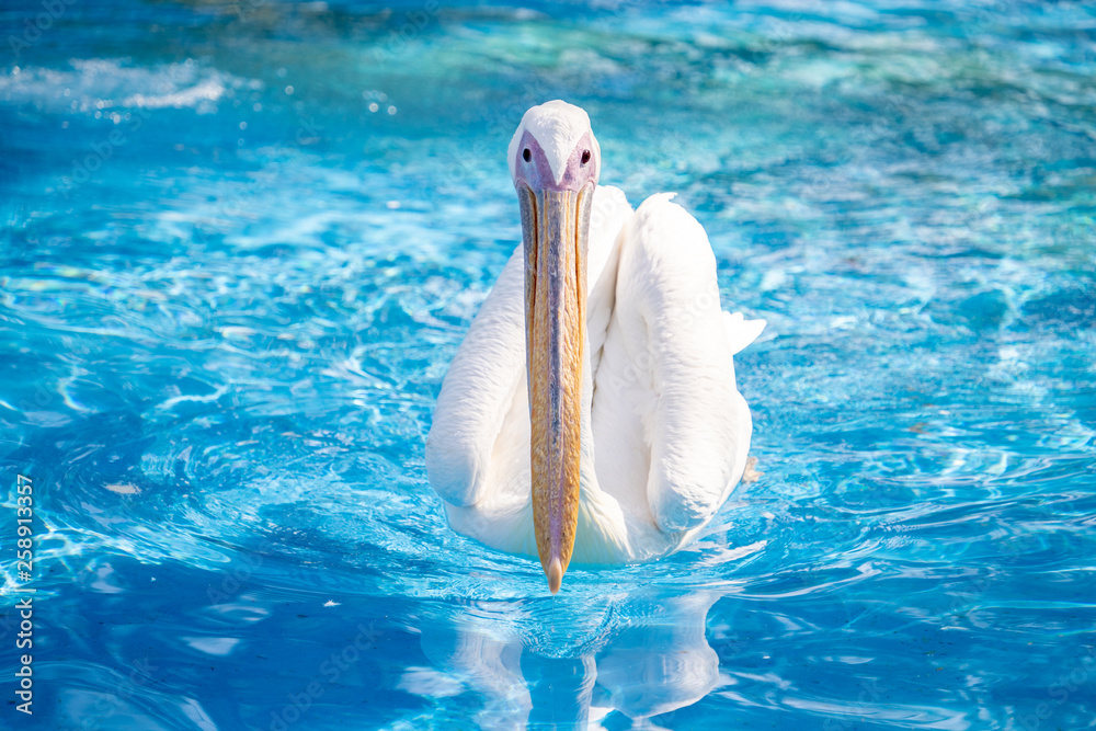 White pelican bird with yellow long beak swims in the water pool, close up