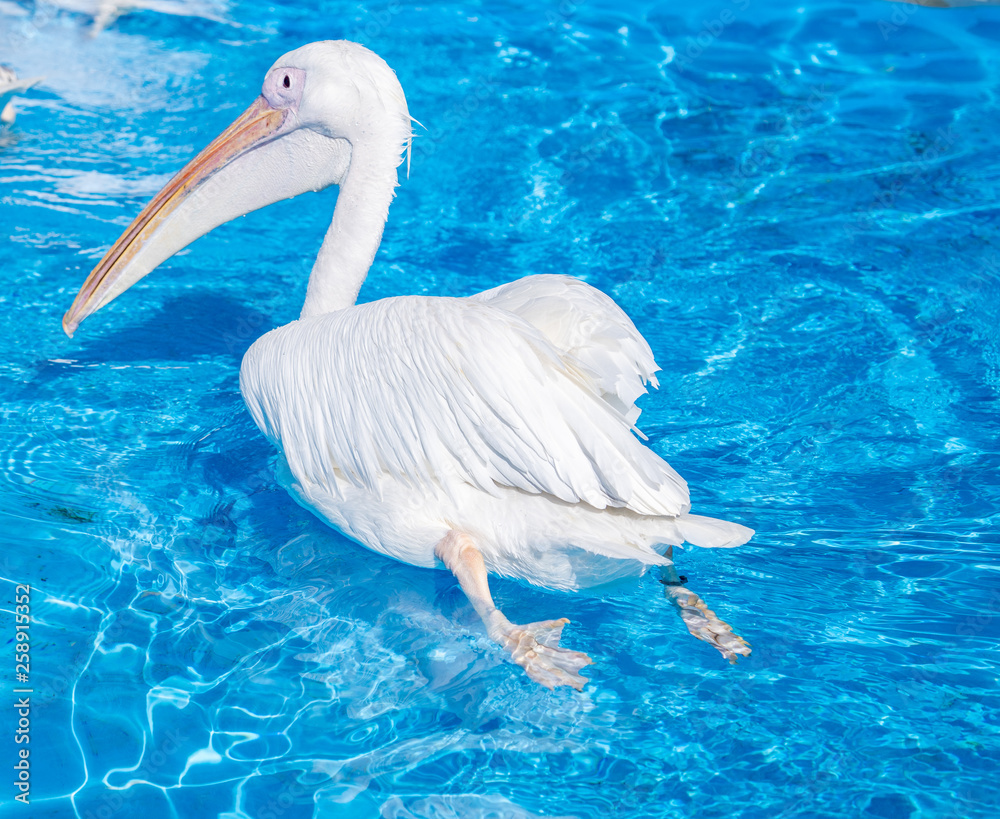 White pelican bird with yellow long beak swims in the water pool, close up