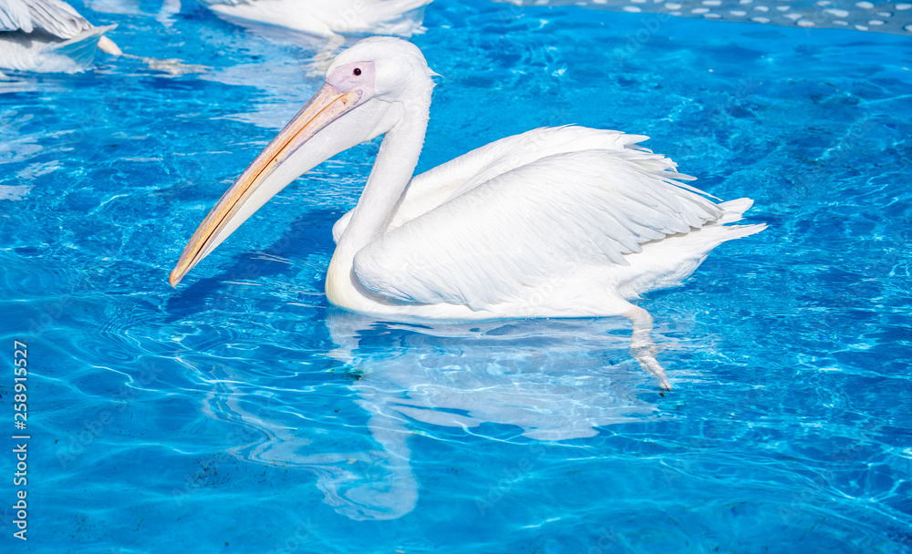 White pelican bird with yellow long beak swims in the water pool, close up