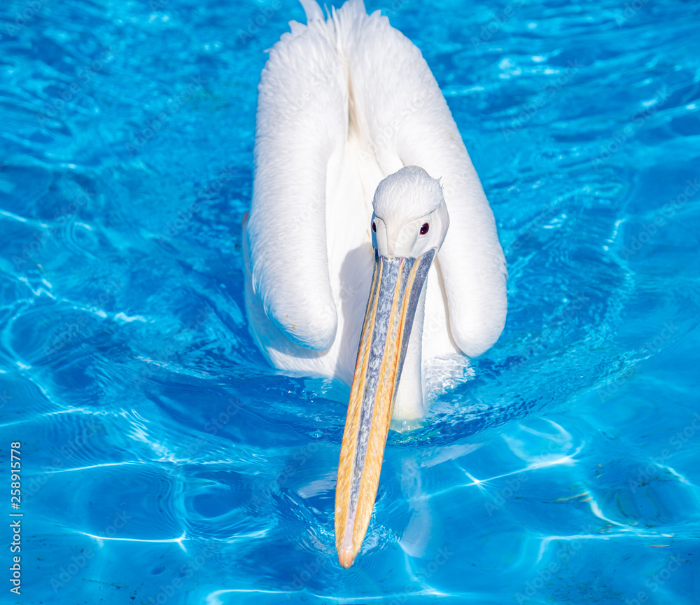 White pelican bird with yellow long beak swims in the water pool, close up