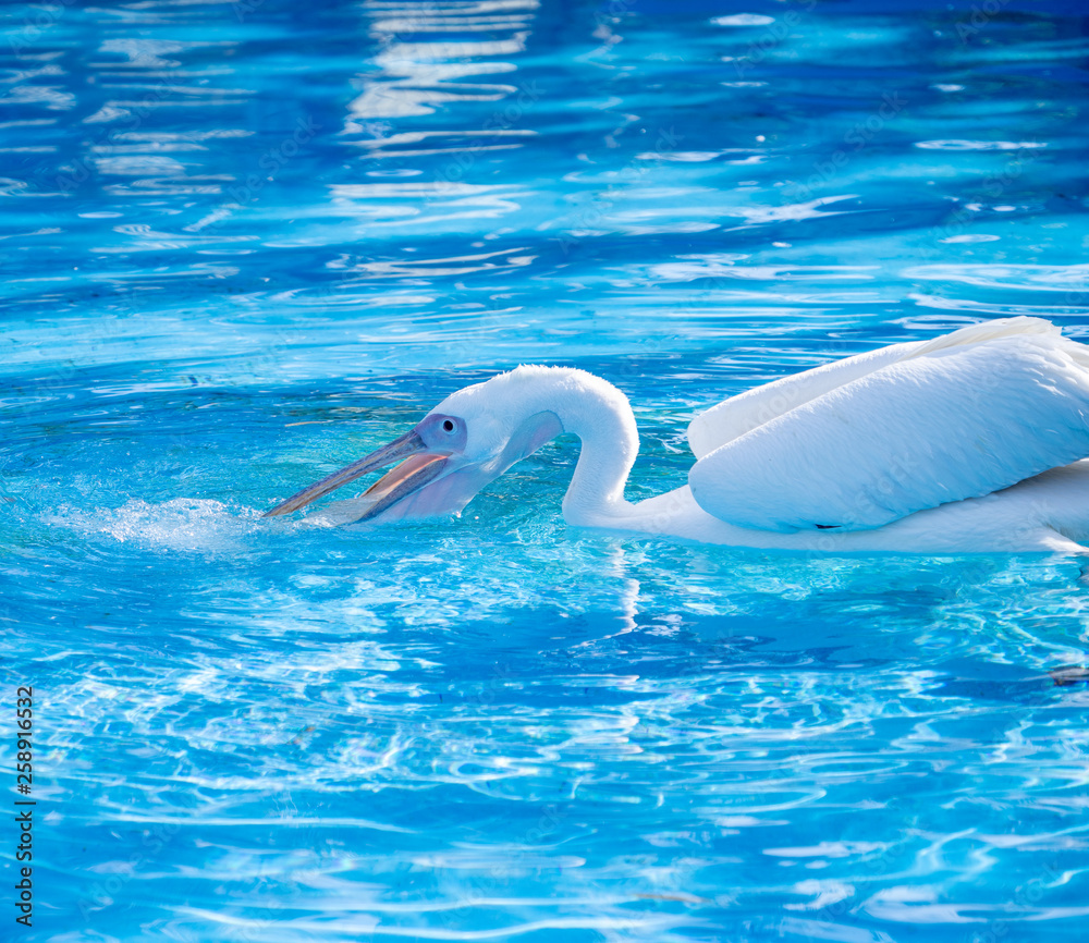 White pelican bird with yellow long beak swims in the water pool, close up