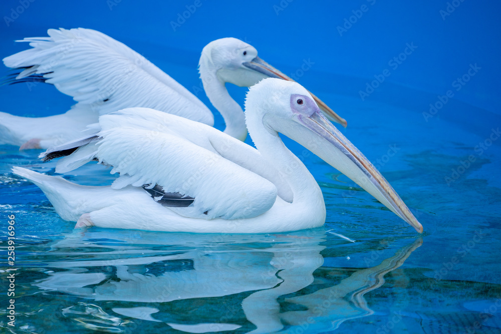 White pelican bird with yellow long beak swims in the water pool, close up