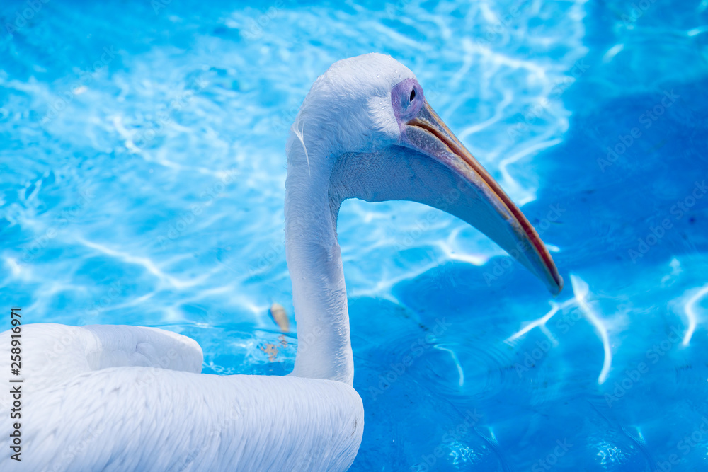 White pelican bird with yellow long beak swims in the water pool, close up