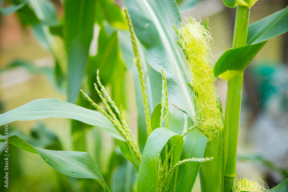 Close up of corn flowers,Flower of corn in the field,Flower of corn blown by the wind Organic vegeta