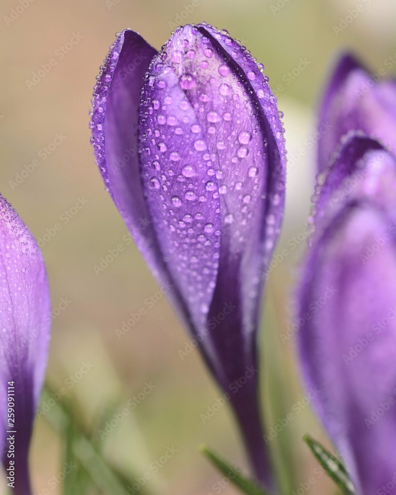 Macro of purple crocus flowers covered in rain drops. Soft bokeh background