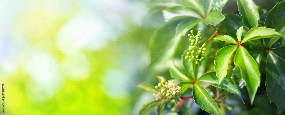 美丽的自然背景边界，有新鲜多汁的野生葡萄叶子和散焦的博凯