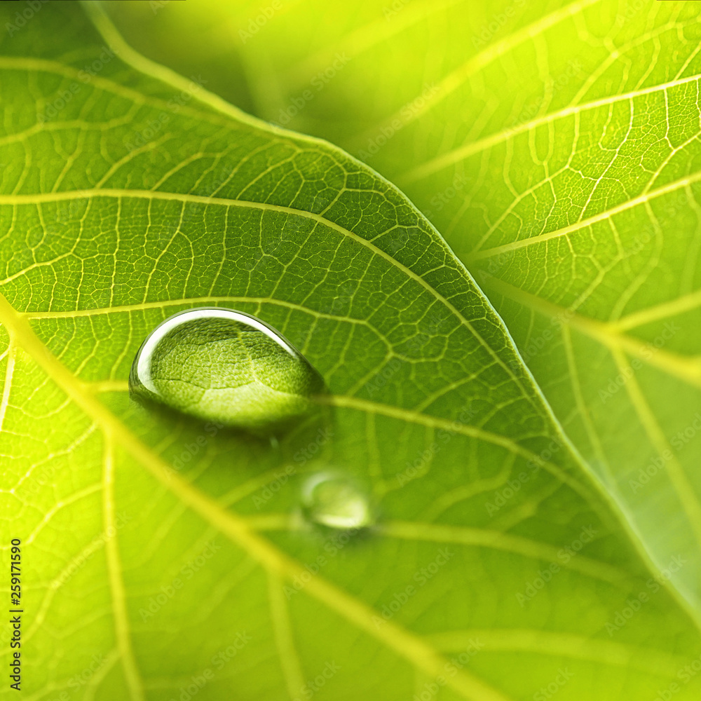 Drop of dew in morning glow in sun. Large beautiful drop of transparent rain water on green leaf mac