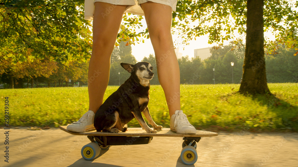 CLOSE UP: Black puppy sits on the e-skateboard as woman cruises through park.