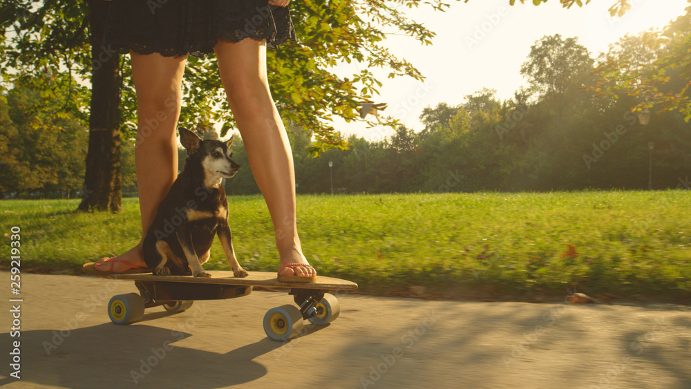 CLOSE UP: Cute senior dog sitting on longboard and rides with its female owner.