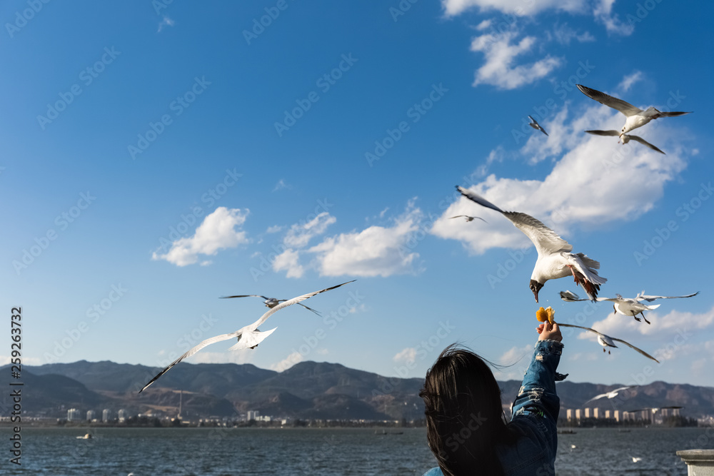 喂海鸥