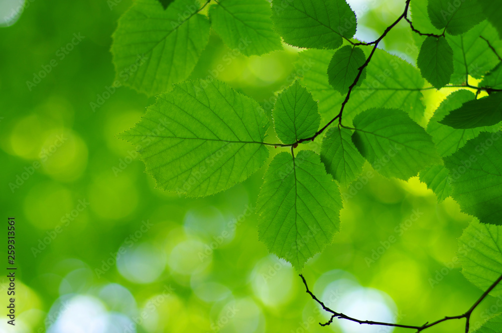 Green leaves on the spring tree