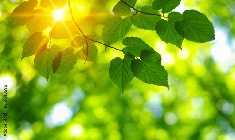  Green leaves on the sun.