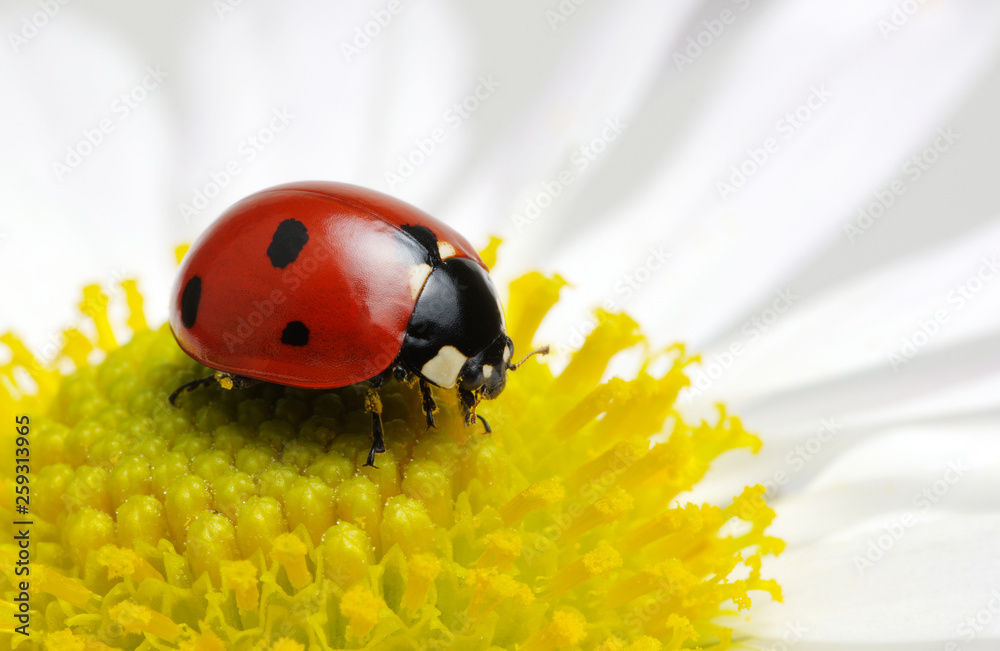 Ladybug on a flower