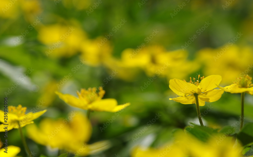 field of spring flowers