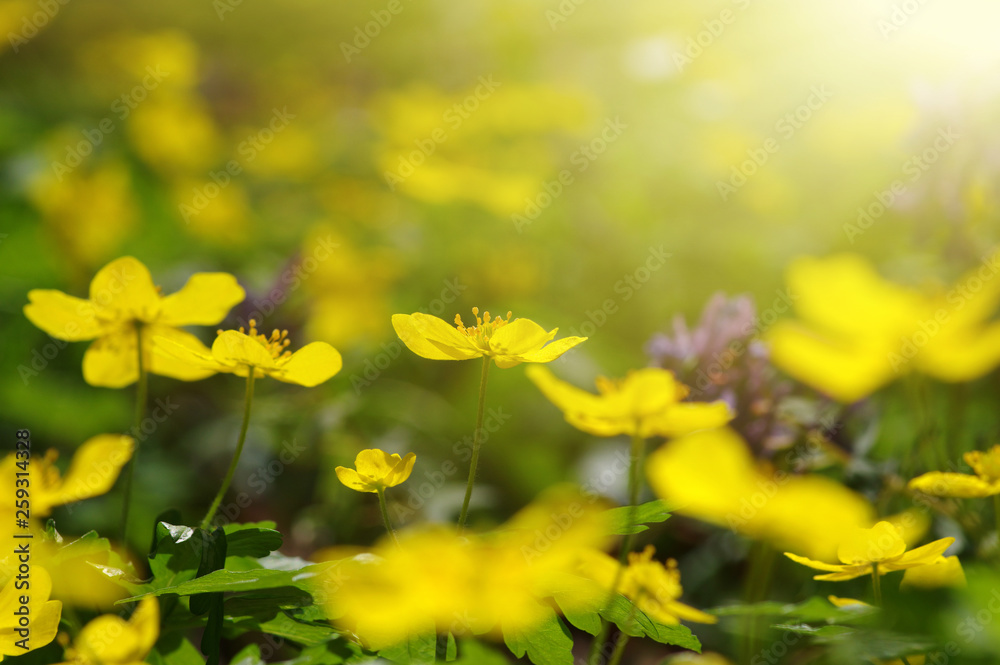 field of spring flowers