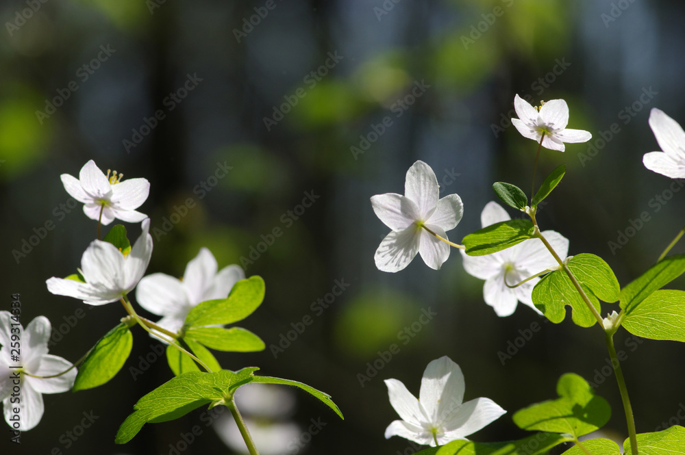 春花田